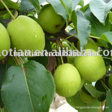 Shandong Pears Big Sizes